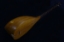 Picture of Tanbur by Shokouhi